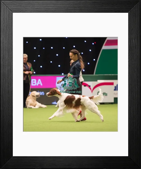 Framed Print : Gundog Group judging Framed Print : Gundog Group judging