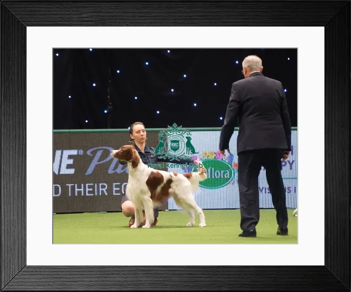 Framed Print : Gundog Group judging Framed Print : Gundog Group judging