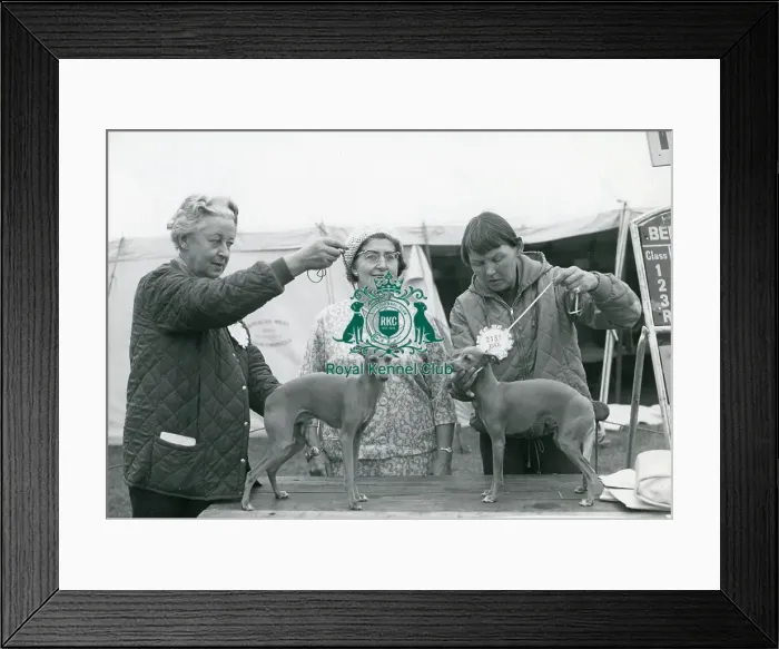Framed Print : Italian Greyhounds showing 1967 Framed Print : Italian Greyhounds showing 1967