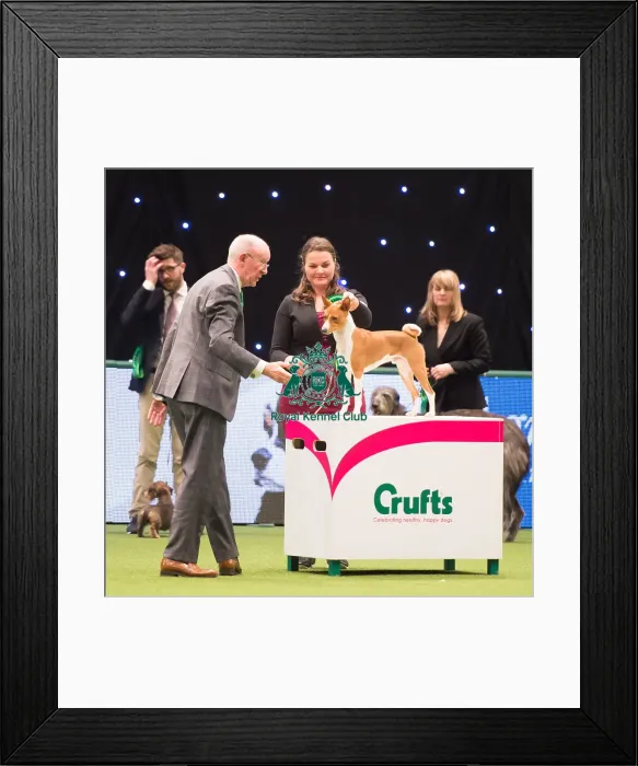 Framed Print : Hound Group judging Framed Print : Hound Group judging