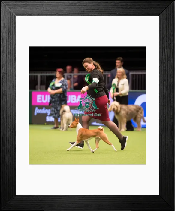 Framed Print : Hound Group judging