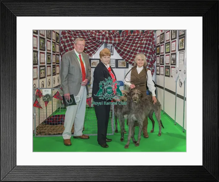 Framed Print : Discover Dogs Best Booth : Hound Group awarded to Deerhound Club Judges: Jim