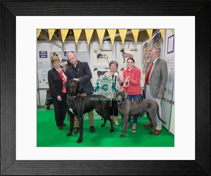 Framed Print : Discover Dogs Best Booth : Working Group awarded to The Great Dane Club Judges