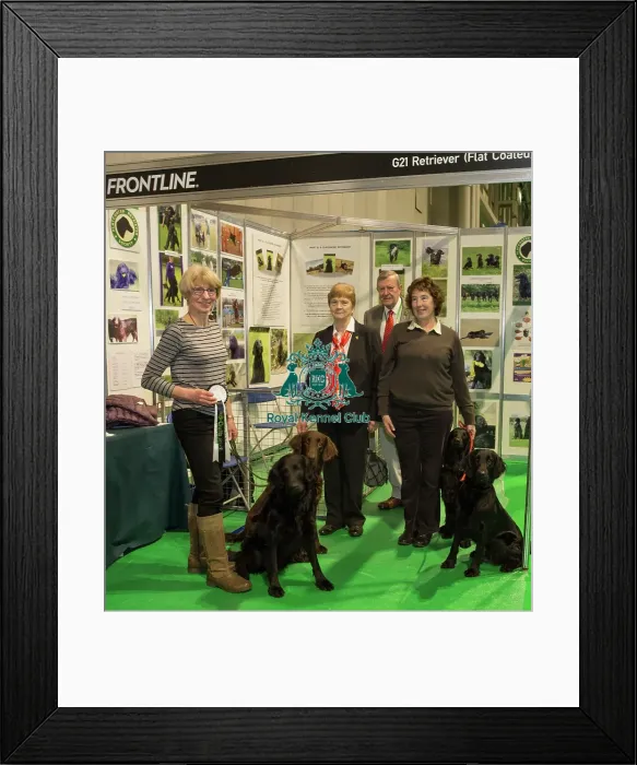 Framed Print : Discover Dogs Best Booth : Retriever Group awarded to Flat coated Retriever Framed Print : Discover Dogs Best Booth : Retriever Group awarded to Flat coated Retriever