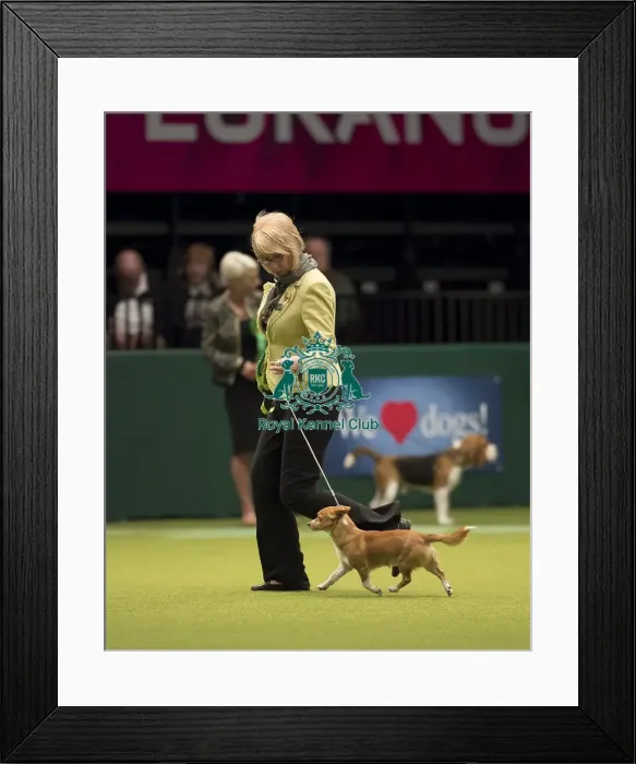 Framed Print : Crufts 2017 Framed Print : Crufts 2017