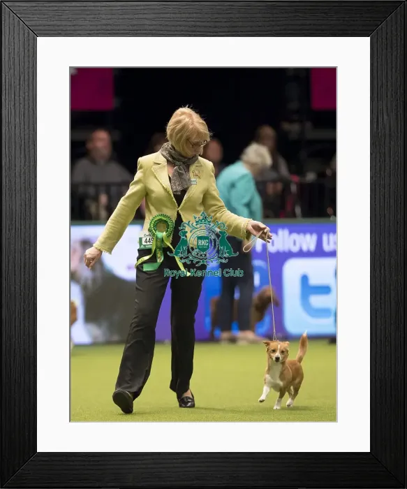 Framed Print : Crufts 2017 Framed Print : Crufts 2017