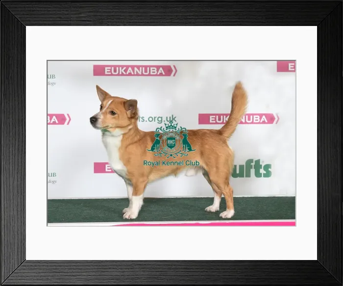 Framed Print : PORTUGUESE PODENGO Best of Breed Crufts 2017 Framed Print : PORTUGUESE PODENGO Best of Breed Crufts 2017