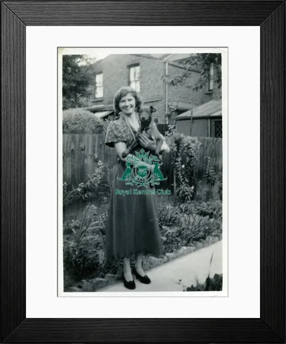 Framed Print : Manchester Terrier 1940