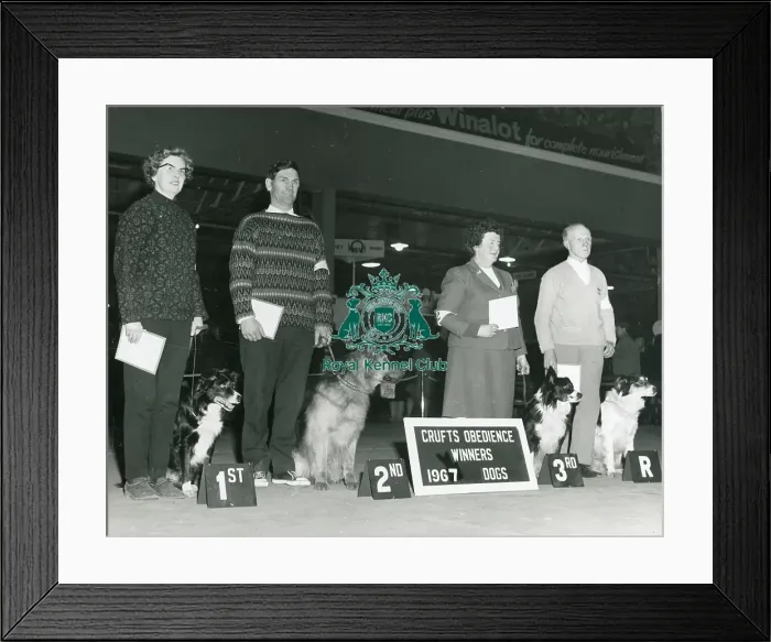 Framed Print : Obedience Winner at Crufts 1967