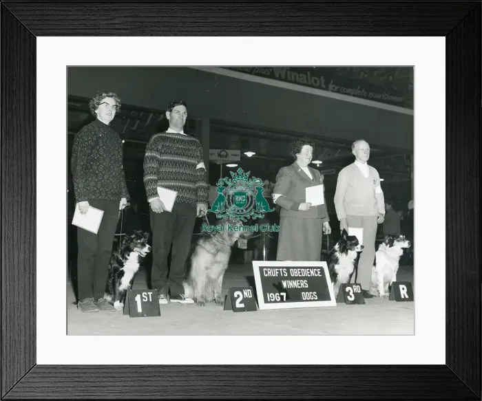 Framed Print : Obedience Winner at Crufts 1967 Framed Print : Obedience Winner at Crufts 1967