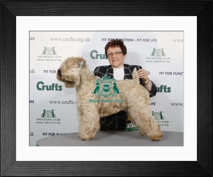 Framed Print : Crufts 2009 Best of Breed Winner Framed Print : Crufts 2009 Best of Breed Winner