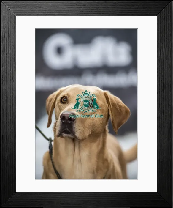 Framed Print : Crufts 2018 Framed Print : Crufts 2018