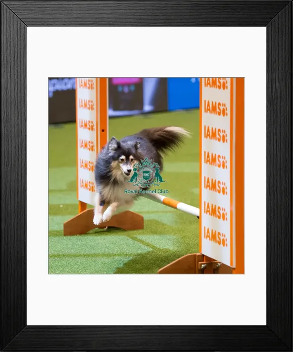 Framed Print : Championship Agility - Small Framed Print : Championship Agility - Small