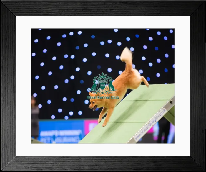 Framed Print : Championship Agility main arena Framed Print : Championship Agility main arena