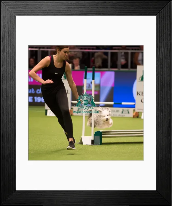 Framed Print : Championship Agility main arena Framed Print : Championship Agility main arena