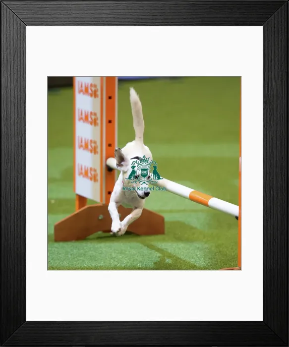Framed Print : Championship Agility main arena