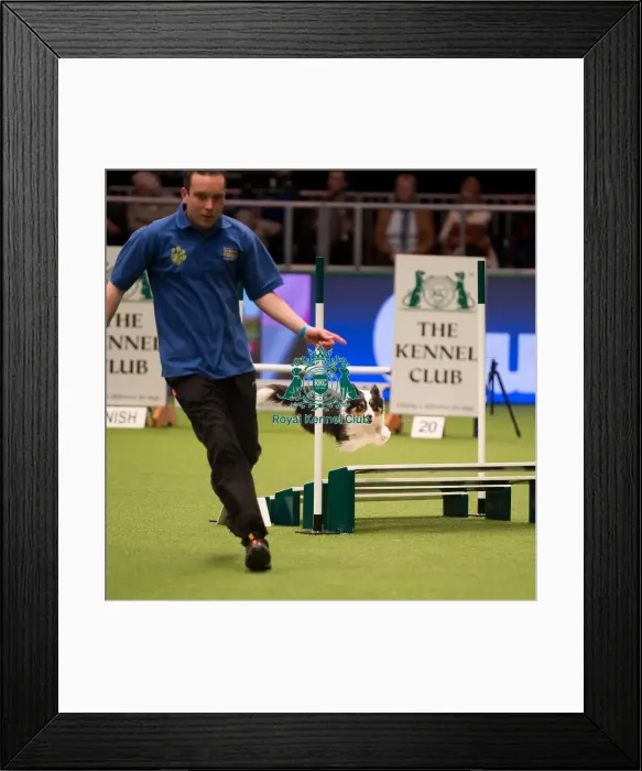 Framed Print : Championship Agility main arena Framed Print : Championship Agility main arena