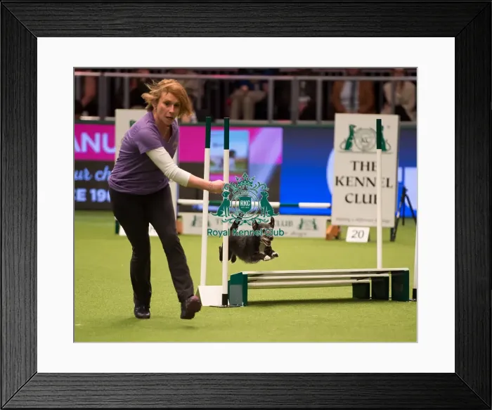 Framed Print : Championship Agility main arena Framed Print : Championship Agility main arena