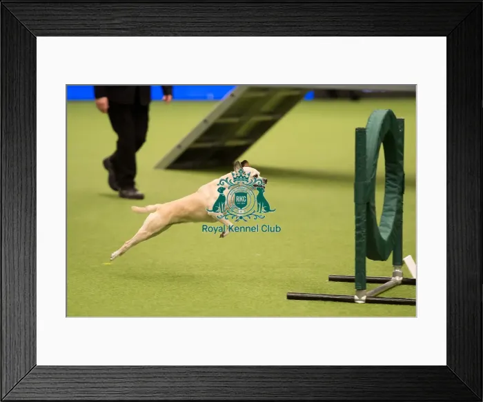 Framed Print : Championship Agility main arena