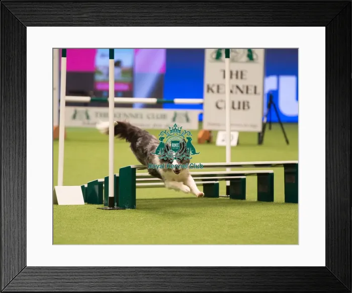 Framed Print : Championship Agility main arena Framed Print : Championship Agility main arena