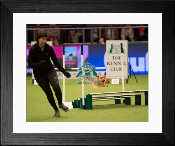 Framed Print : Championship Agility main arena
