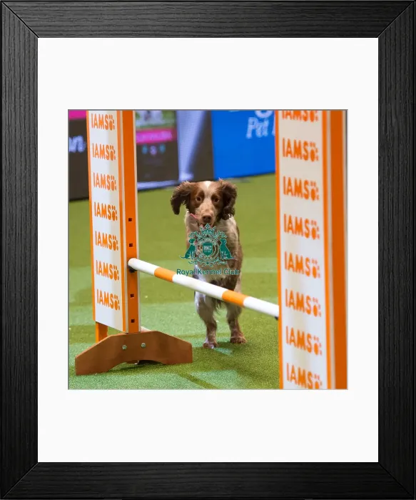 Framed Print : Championship Agility main arena Framed Print : Championship Agility main arena