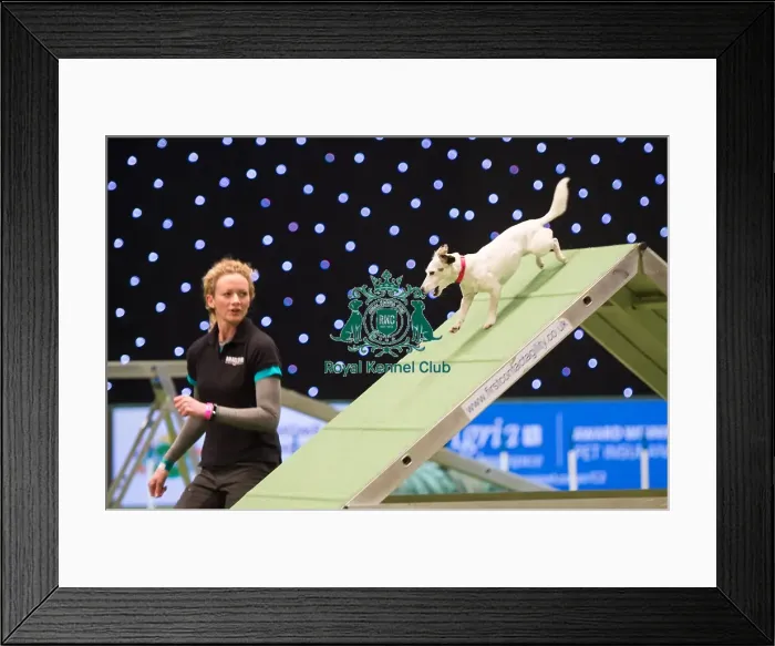 Framed Print : Championship Agility main arena Framed Print : Championship Agility main arena