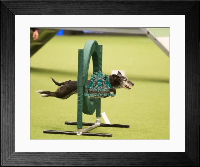 Framed Print : Championship Agility main arena Framed Print : Championship Agility main arena