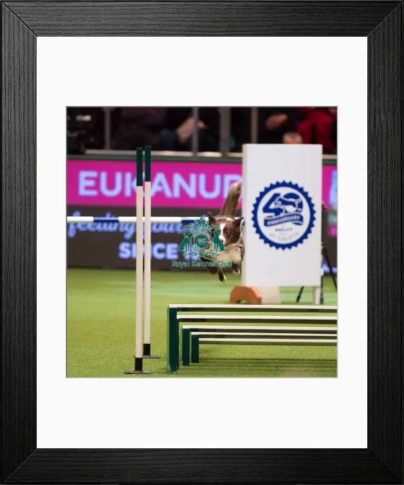 Framed Print : Championship Agility main arena Framed Print : Championship Agility main arena