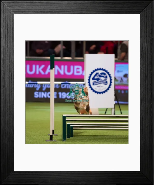 Framed Print : Championship Agility main arena Framed Print : Championship Agility main arena
