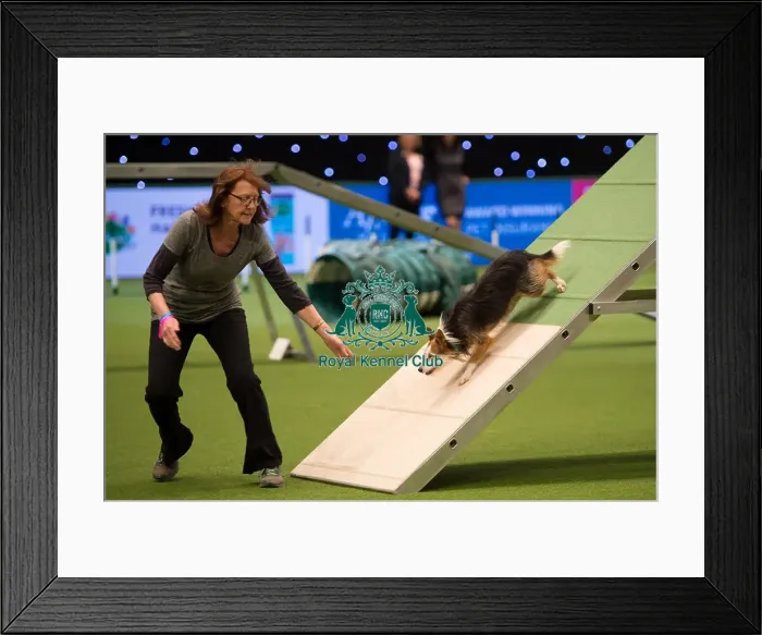 Framed Print : Championship Agility main arena Framed Print : Championship Agility main arena