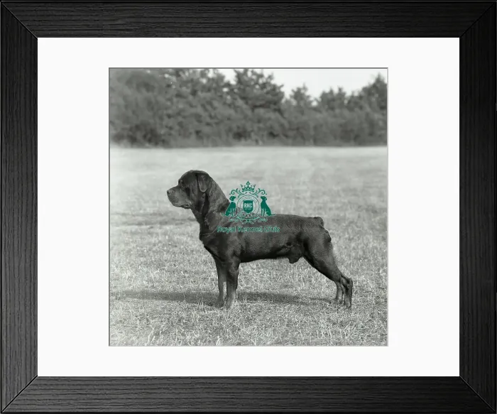 Framed Print : ROTTWEILER Framed Print : ROTTWEILER