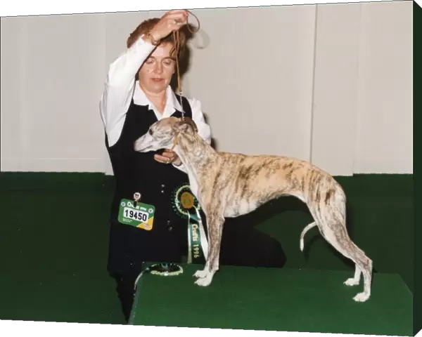 Crufts 1996 Whippet Best of Breed