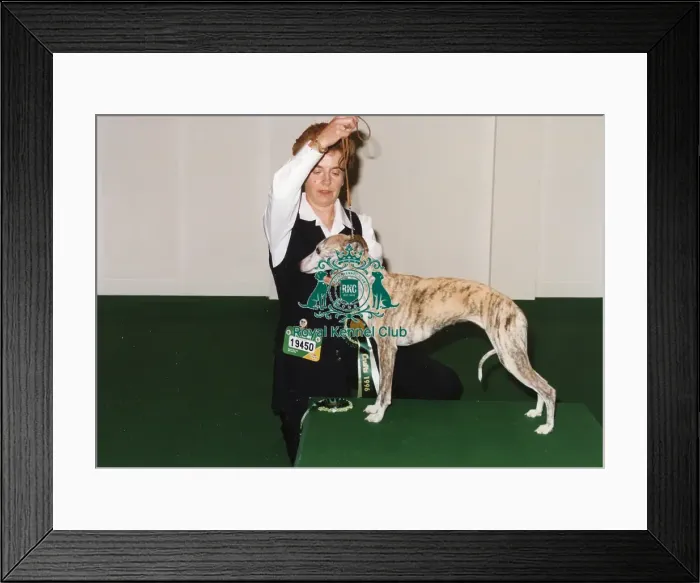 Framed Print : Crufts 1996 Whippet Best of Breed Framed Print : Crufts 1996 Whippet Best of Breed