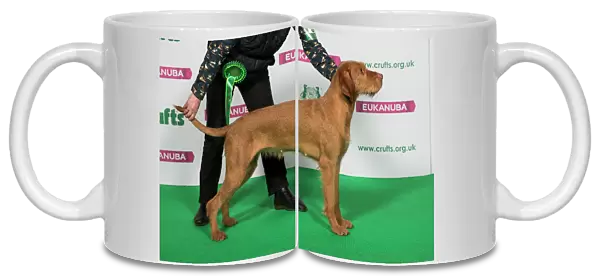 Best of Breed Winner Hungarian Wirehaired Vizsla