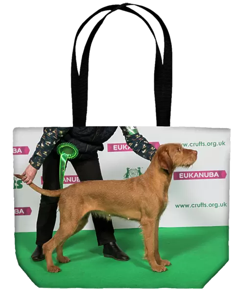 Best of Breed Winner Hungarian Wirehaired Vizsla