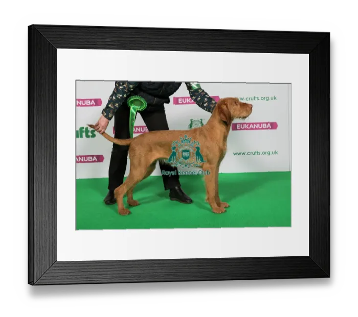 Framed Print : Best of Breed Winner Hungarian Wirehaired Vizsla