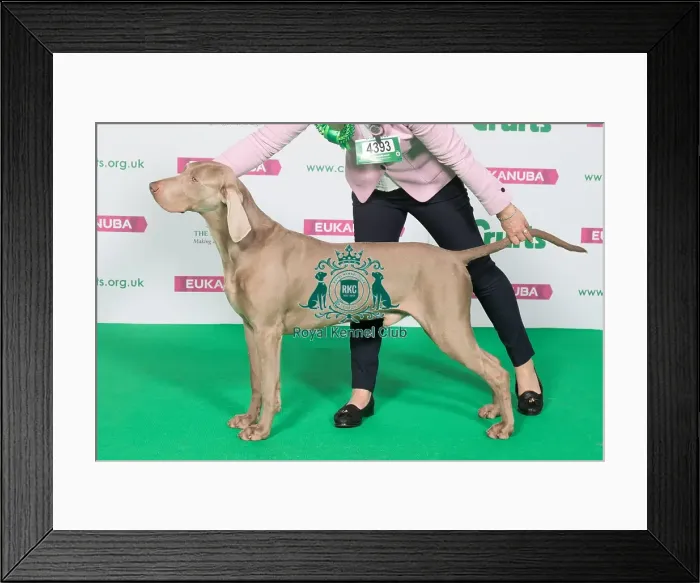 Framed Print : Best of Breed Winner WEIMARANER Framed Print : Best of Breed Winner WEIMARANER