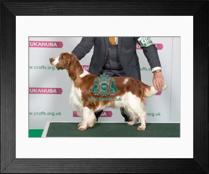Framed Print : Best of Breed Winner SPANIEL (WELSH SPRINGER) Framed Print : Best of Breed Winner SPANIEL (WELSH SPRINGER)