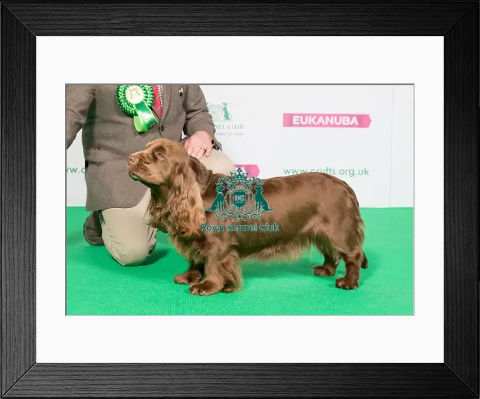 Framed Print : Best of Breed Winner SPANIEL (SUSSEX)