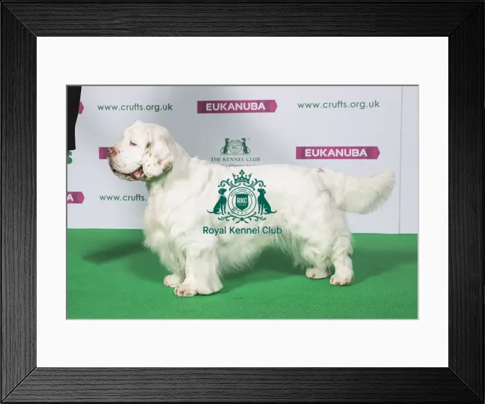 Framed Print : Best of Breed Winner SPANIEL (CLUMBER) Framed Print : Best of Breed Winner SPANIEL (CLUMBER)
