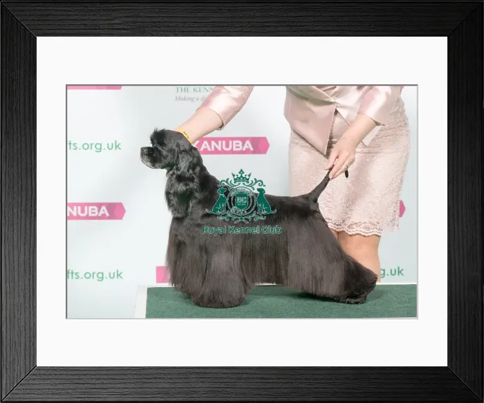 Framed Print : Best of Breed Winner SPANIEL (AMERICAN COCKER) Framed Print : Best of Breed Winner SPANIEL (AMERICAN COCKER)