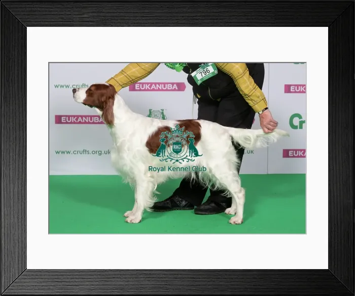 Framed Print : Best of Breed Winner IRISH RED & WHITE SETTER Framed Print : Best of Breed Winner IRISH RED & WHITE SETTER