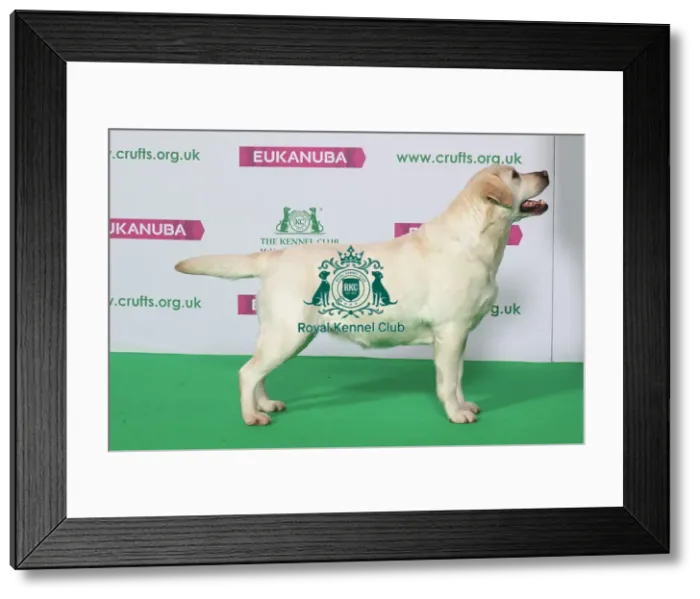 Framed Print : Best of Breed Winner Retriever (Labrador) Framed Print : Best of Breed Winner Retriever (Labrador)