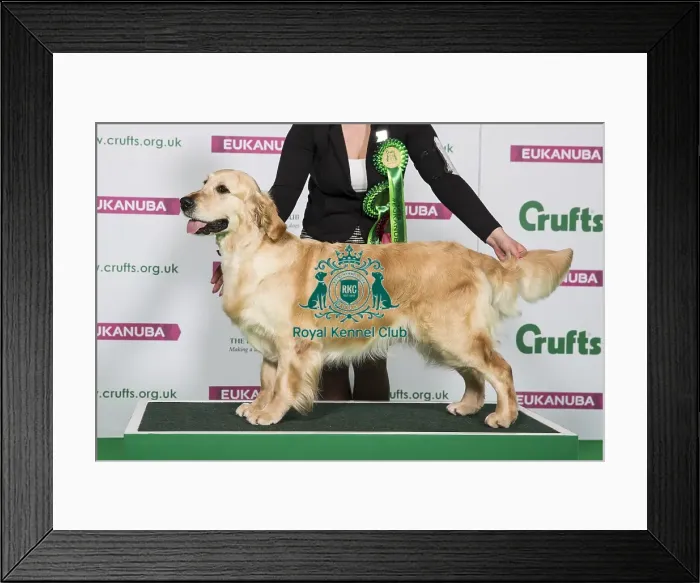 Framed Print : Best of Breed Winner RETRIEVER (GOLDEN) Framed Print : Best of Breed Winner RETRIEVER (GOLDEN)