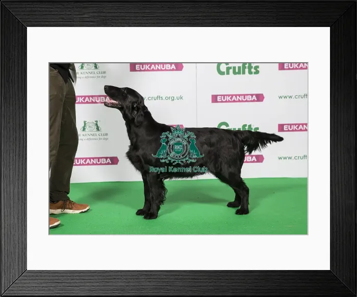 Framed Print : Best of Breed Winner RETRIEVER (FLAT COATED)