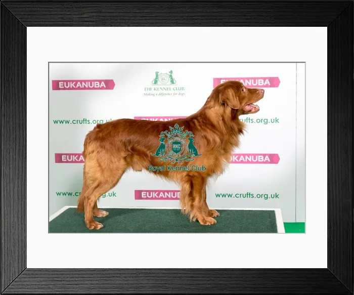 Framed Print : Best of Breed Winner Retriever (Nova Scotia Duck Tolling) Framed Print : Best of Breed Winner Retriever (Nova Scotia Duck Tolling)