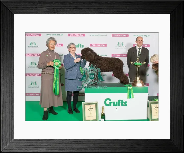 Framed Print : Gundog Group Winner 1st place Framed Print : Gundog Group Winner 1st place