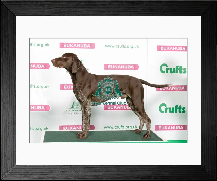 Framed Print : Best of Breed Winner GERMAN SHORTHAIRED POINTER Framed Print : Best of Breed Winner GERMAN SHORTHAIRED POINTER