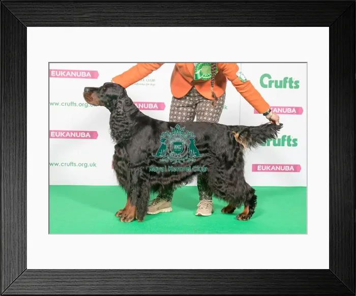 Framed Print : Best of Breed Winner GORDON SETTER Framed Print : Best of Breed Winner GORDON SETTER